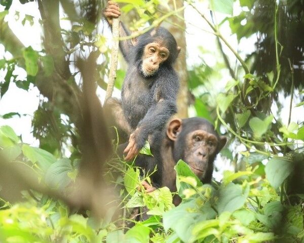 Uganda Biodiversity Fund Champions The Cause For Conservation