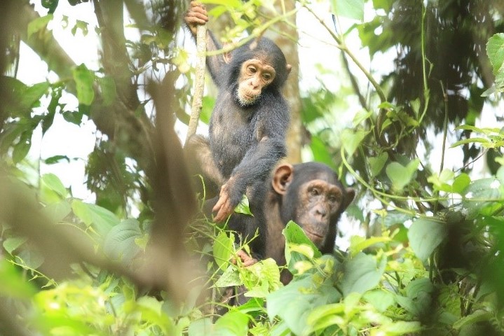 Uganda Biodiversity Fund Champions The Cause For Conservation